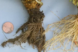 Broccoli plant showing symptoms of Pythium root rot, with dark, slimy roots and stunted growth.