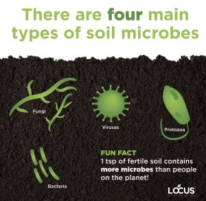 An infographic showing the four main types of soil microbes: fungi, viruses, bacteria, and protozoa.