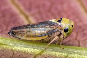 Close-up of a mango leafhopper perched on a leaf stem, displaying its distinctive yellow face and intricate wing patterns.