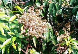 Mango tree with dense clusters of blossoms affected by disease.