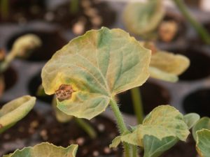 Close-up image of a watermelon leaf showing symptoms of Angular Leaf Spot. The leaf has small, irregularly shaped yellowish-brown spots, often angular in shape, bounded by veins. Some spots show signs of water-soaked lesions, with the affected areas gradually turning brown and brittle.