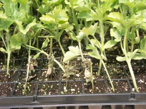 Watermelon plant affected by Fusarium wilt, showing yellowing, wilting, and stunted growth. The leaves are turning brown, with some curling at the edges, and the plant appears weak with poor fruit development.