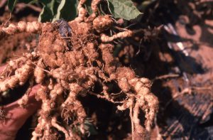 Close-up of root knot nematodes on watermelon roots, illustrating the galls formed by the infestation