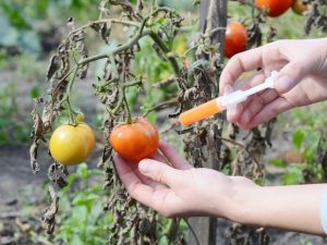 Person using a syringe to inject a solution into a tomato on a wilted tomato plant.