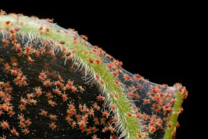 Close-up of a plant leaf covered in red spider mites and webbing, showing a severe infestation.