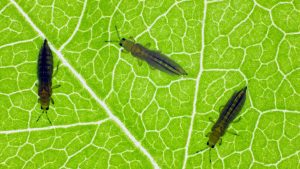 Close-up image of a watermelon leaf infested with thrips, showcasing the tiny, elongated insects with their distinctive fringed wings on the green surface of the leaf.