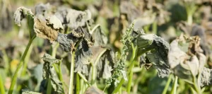 Plant displaying symptoms of Verticillium wilt, including yellowing leaves, wilting, and vascular discoloration.