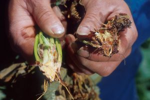 Broccoli plant affected by Verticillium wilt, showing yellowing leaves and wilting, particularly on one side.