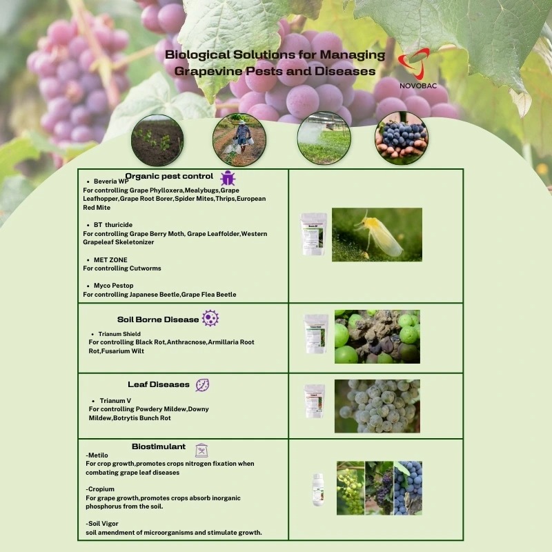 Infographic detailing biological solutions for managing grapevine pests and diseases using Novobac products, categorized by organic pest control, soil-borne diseases, leaf diseases, and biostimulants.