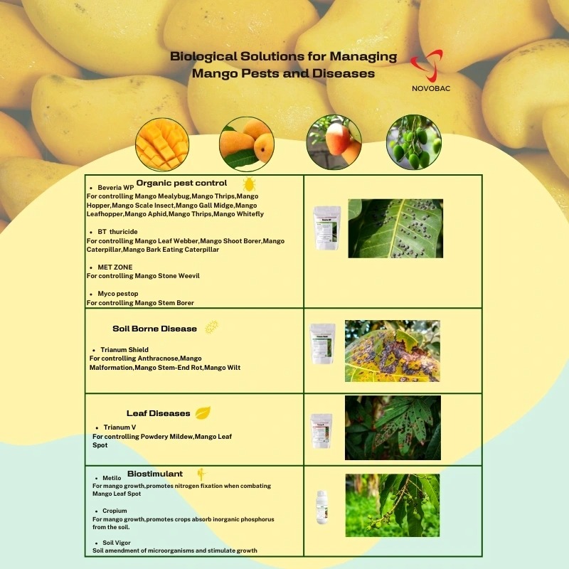 Infographic displaying biological solutions for managing mango pests and diseases using Novobac products, with detailed sections for organic pest control, soil-borne disease management, leaf diseases, and biostimulants.