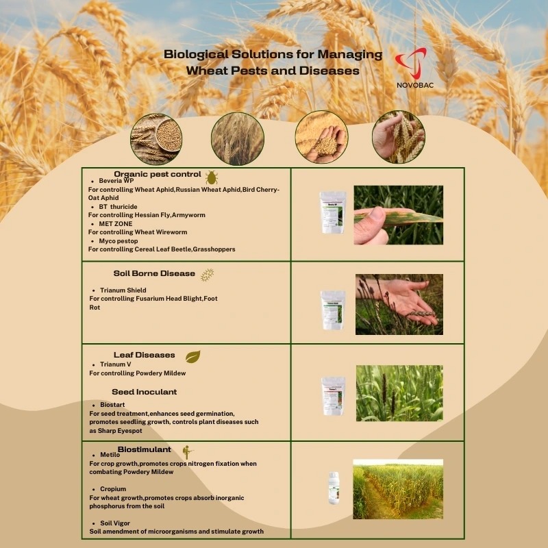 Infographic showing biological solutions for managing wheat pests and diseases using Novobac products, with sections for organic pest control, soil-borne diseases, leaf diseases, seed inoculants, and biostimulants.