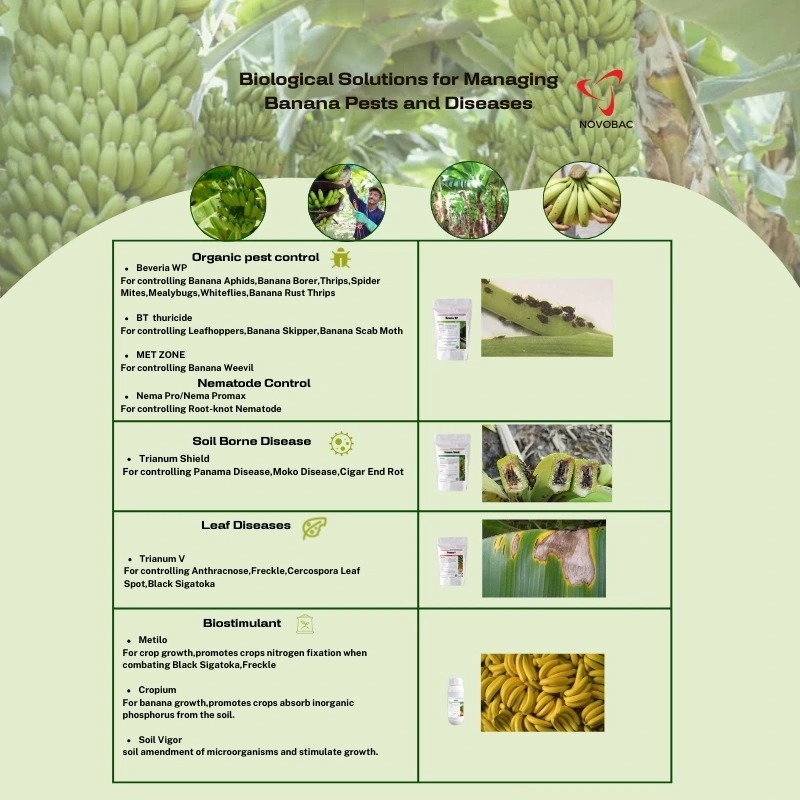 Infographic detailing biological solutions for managing banana pests and diseases using Novobac products, covering sections on organic pest control, nematode control, soil-borne diseases, leaf diseases, and biostimulants.