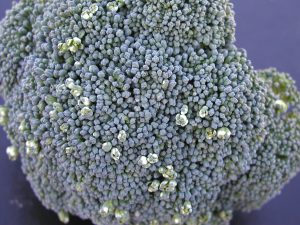 Broccoli heads affected by botrytis (gray mold), featuring gray, fuzzy mold growth on the florets.