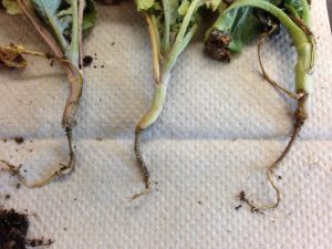 Broccoli seedling affected by wirestem disease, with dark, sunken lesions at the base of the stem.