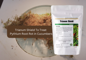 A package of Trianum Shield biological fungicide displayed next to plant roots, highlighting its use for treating Pythium Root Rot in cucumbers.