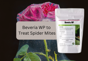 A rose covered in spider mite webbing, next to a package of Beveria WP, a biopesticide used for spider mite control.

