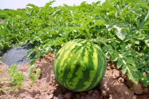 A lush, healthy watermelon field showing vibrant green plants with large leaves and developing watermelons. The field is free from visible signs of disease, indicating effective crop management.