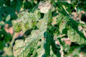 Watermelon leaf with brown and black spots, showing signs of Alternaria Leaf Spot disease.