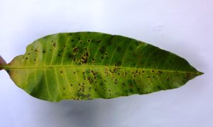 Close-up image of a mango leaf showing symptoms of anthracnose disease with dark spots and lesions.