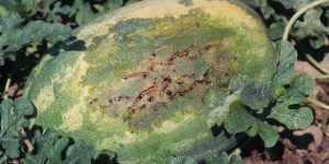 Close-up of a watermelon with Bacterial Fruit Blotch, showing dark, irregular-shaped lesions on the rind, with some cracking and oozing spots, indicating bacterial infection.