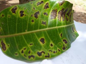 Close-up image of a mango leaf with black spot disease, showing multiple dark lesions. 