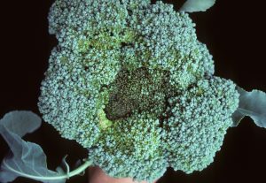 Broccoli leaves affected by downy mildew, showing pale yellow spots and fuzzy gray fungal growth on the undersides.