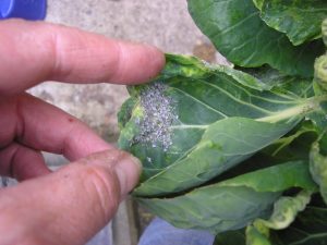 A close-up of a person's fingers pointing at a cluster of aphids on a cabbage leaf.