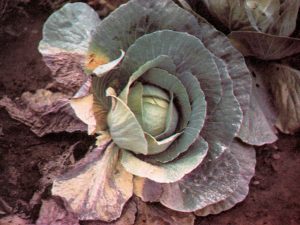 Broccoli plant affected by Fusarium yellows, showing yellowing leaves and wilting symptoms.