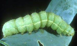 Close-up image of cabbage loopers on broccoli leaves.