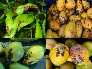 Composite image showing mango leaves and fruits affected by different diseases, including anthracnose and bacterial black spot.