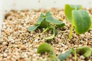 Seedlings affected by Pythium damping-off, showing wilting, root rot, and darkened stem bases.