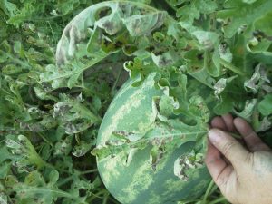 Close-up view of spider mites infesting a watermelon leaf, showcasing their tiny, oval-shaped bodies and webbing. 