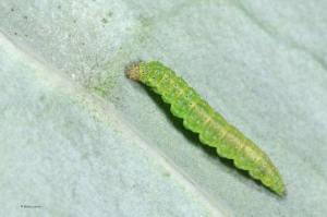 Close-up image of diamondback moth caterpillars on broccoli leaves.