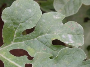 A watermelon plant affected by Downy Mildew, displaying yellow and brownish irregular spots on its leaves. The leaves are curled, withered, and covered with fuzzy grayish mold on the undersides.