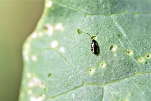 A close-up view of several flea beetles on the leaves of a watermelon plant, showcasing their shiny black bodies and distinct jumping posture.