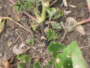 A close-up of a plant showing blackened, decaying stems and wilting leaves, indicative of Pythium Root Rot infection.