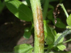 Close-up of a watermelon plant showing signs of Gummy Stem Blight, characterized by dark, water-soaked lesions on the stems, with gum-like ooze and wilting leaves. 