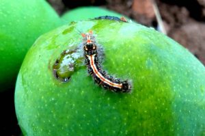 A hairy caterpillar on a green mango, causing damage visible as a clear, gooey substance on the fruit.