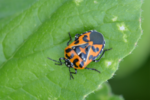 Harlequin bugs on broccoli leaves, showcasing their distinctive black and orange coloration