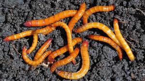 Close-up of wireworms crawling on the surface of a watermelon