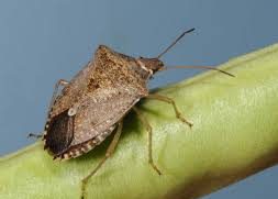 A close-up view of several stink bugs resting on a slice of watermelon. The bugs are green and brown with distinct markings, contrasting against the bright red and green of the watermelon flesh and rind.