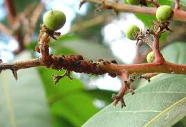 Close-up of an ant infestation on a plant stem with small green fruits.