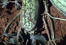 Close-up of a watermelon infected with Anthracnose disease, showing dark, irregular spots on the fruit's surface. The watermelon rind appears cracked and sunken, with signs of mold in some areas.