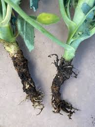 Close-up image of root maggots infesting broccoli roots, showcasing small white larvae and damaged root structures.