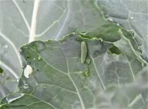 Close-up image of cabbage worms on a cabbage leaf.