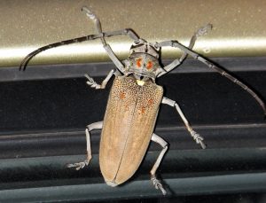 Mango Stem Borer 