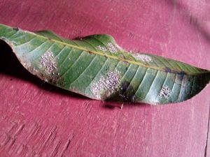 A mango leaf on a red surface showing signs of scale insect infestation with clusters of white spots.