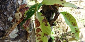 Close-up image of mango leaves with anthracnose disease, showing brown lesions and wilting.