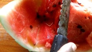 A close-up image of a melon worm on a watermelon rind, showcasing the worm's green body and distinct stripes against the vibrant green and pink background of the watermelon.