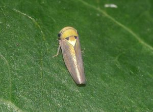 Close-up of a yellow leafhopper on a green leaf, showcasing its distinctively shaped head and translucent wings.